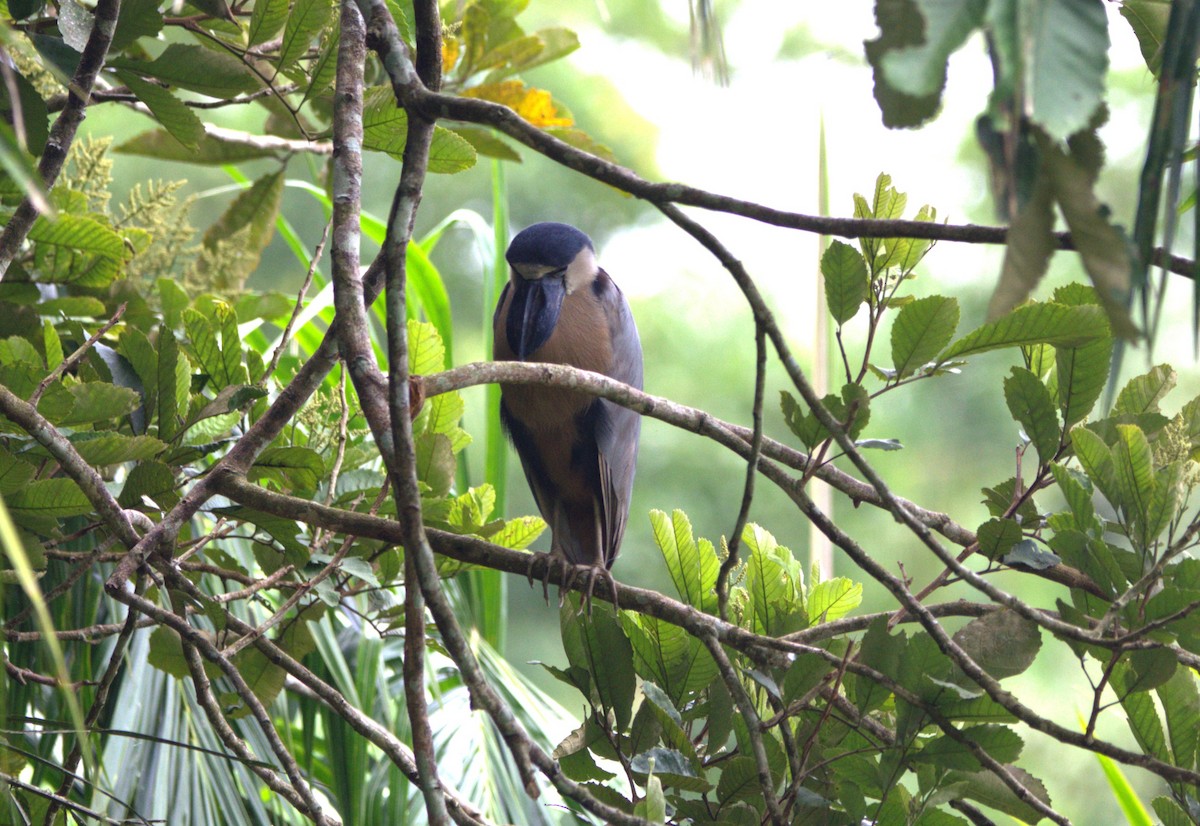 Boat-billed Heron - ML646876473