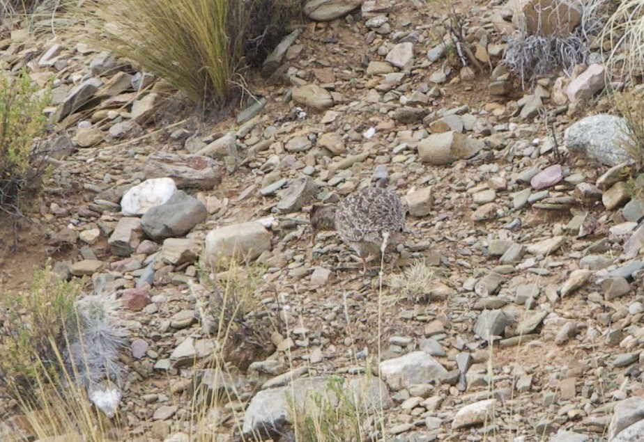 Інамбу андський - ML646876475