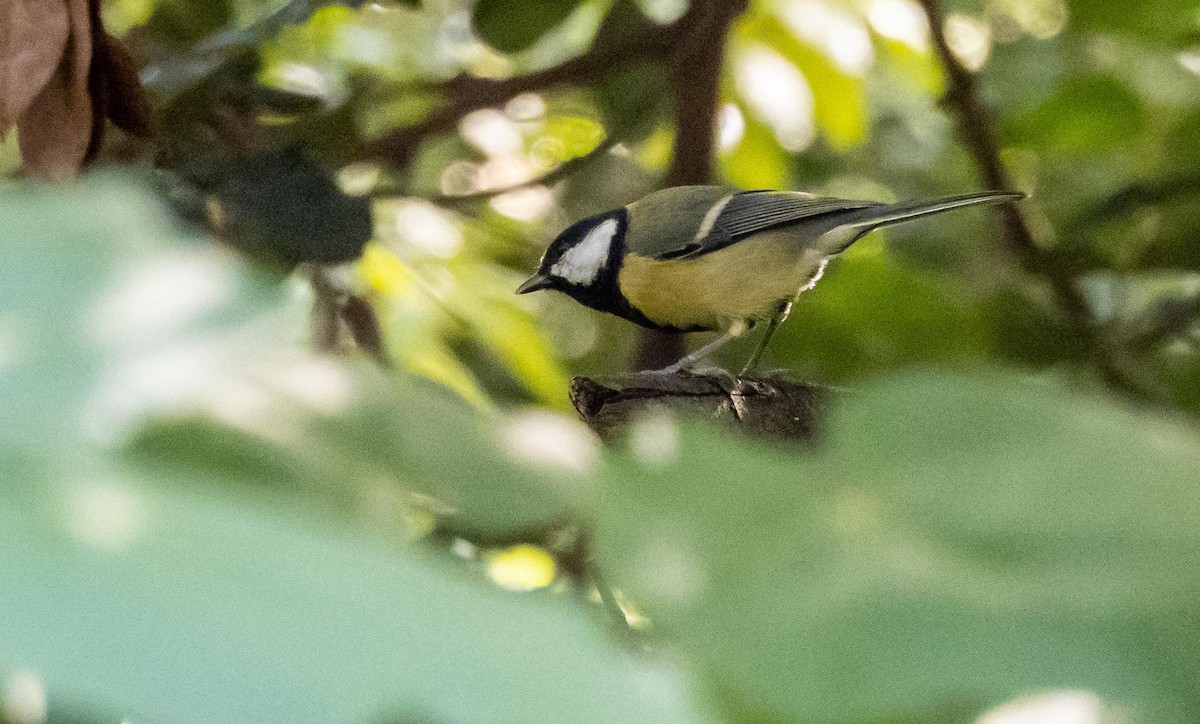 Kaskabeltz handia - ML646876476