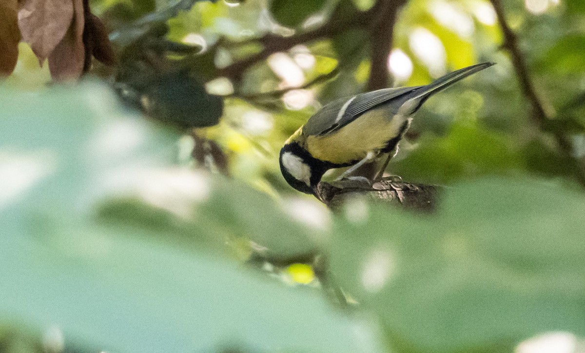Kaskabeltz handia - ML646876477