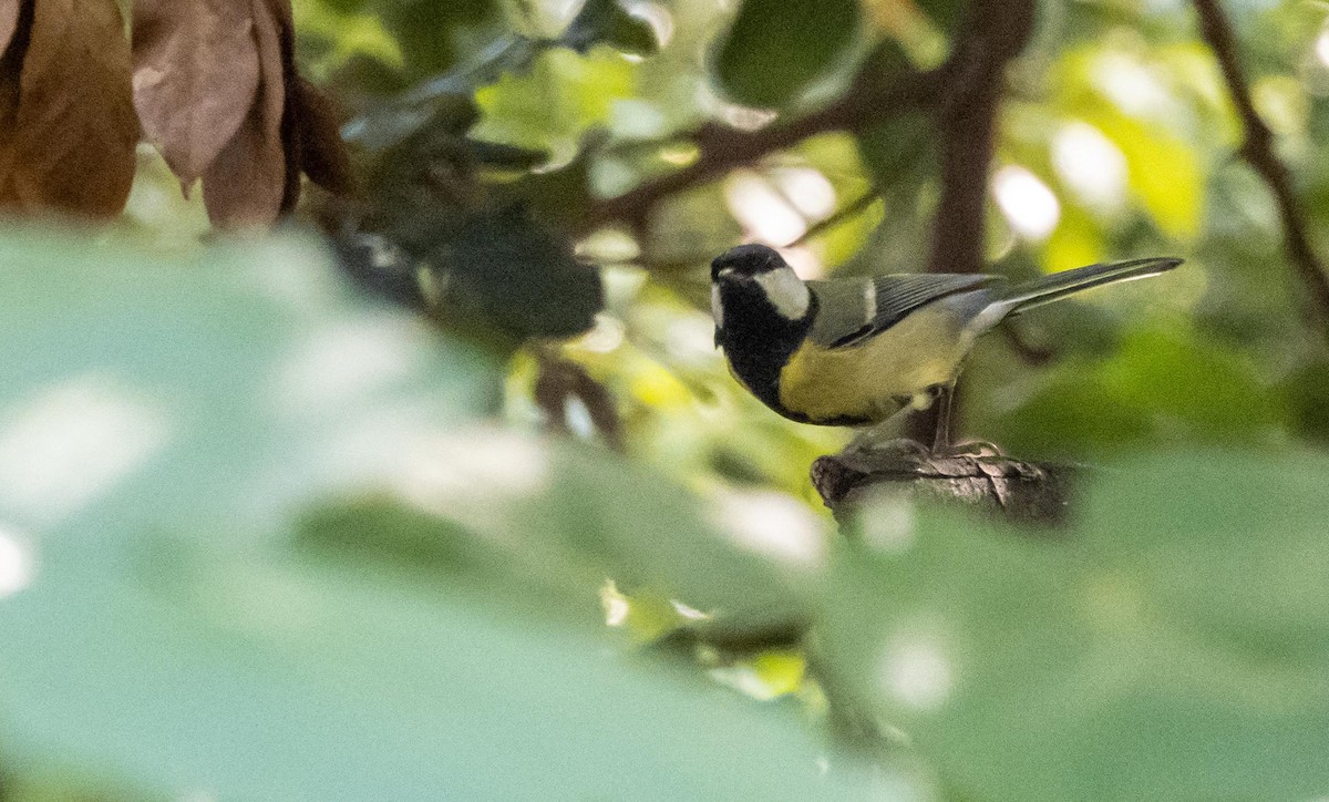 Kaskabeltz handia - ML646876478