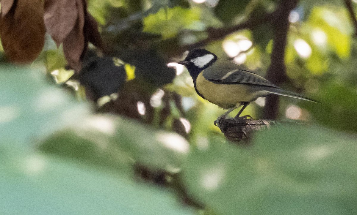 Kaskabeltz handia - ML646876480