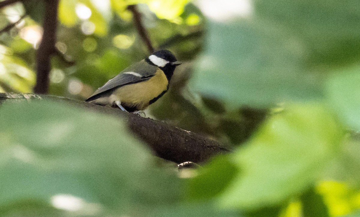 Kaskabeltz handia - ML646876481