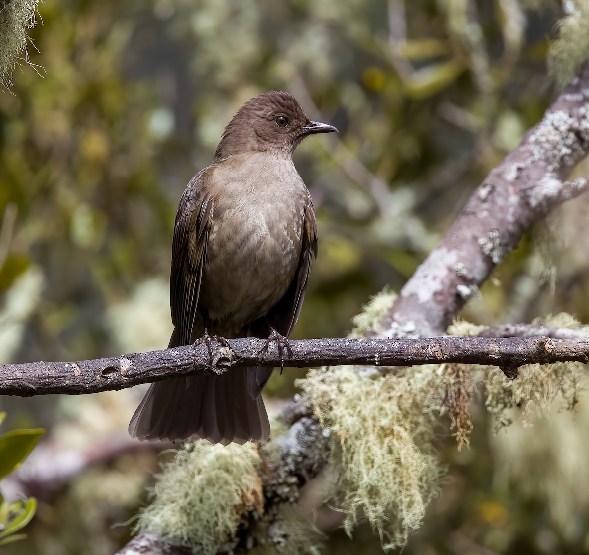 Mountain Thrush - ML646876487