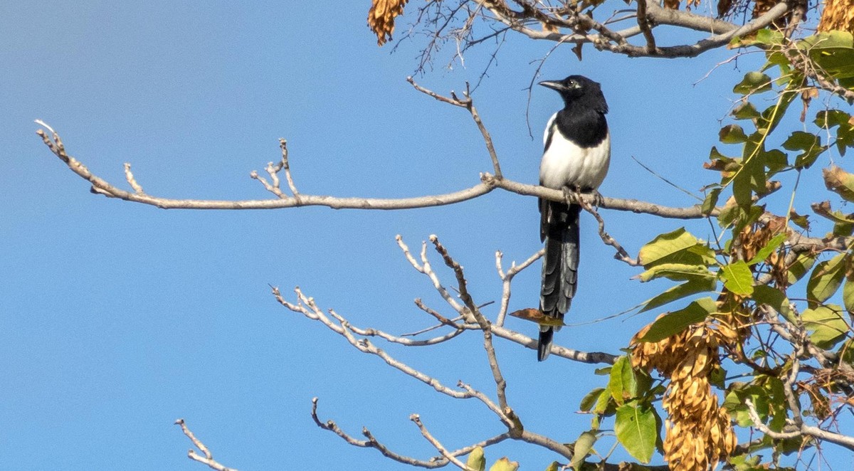 Mika arrunta - ML646876493