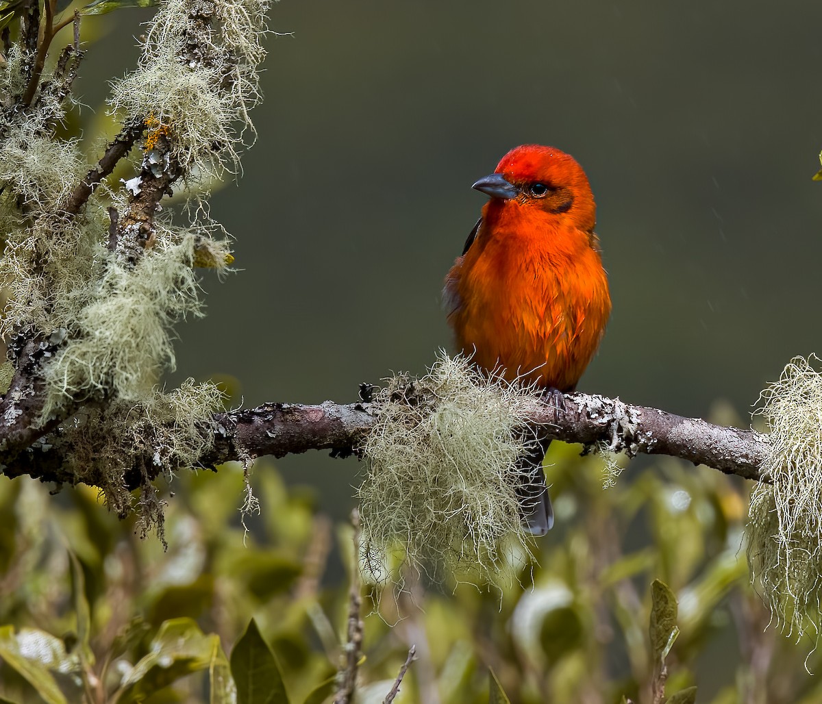 Piranga Estriada - ML646876494