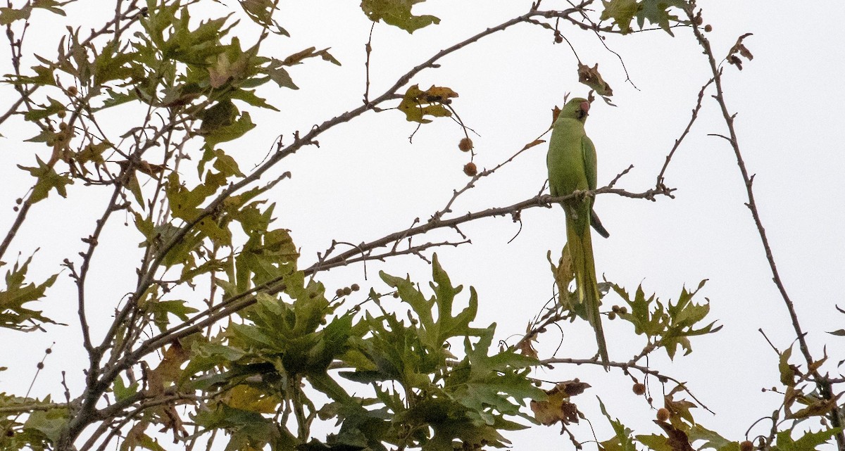 Rose-ringed Parakeet - ML646876507