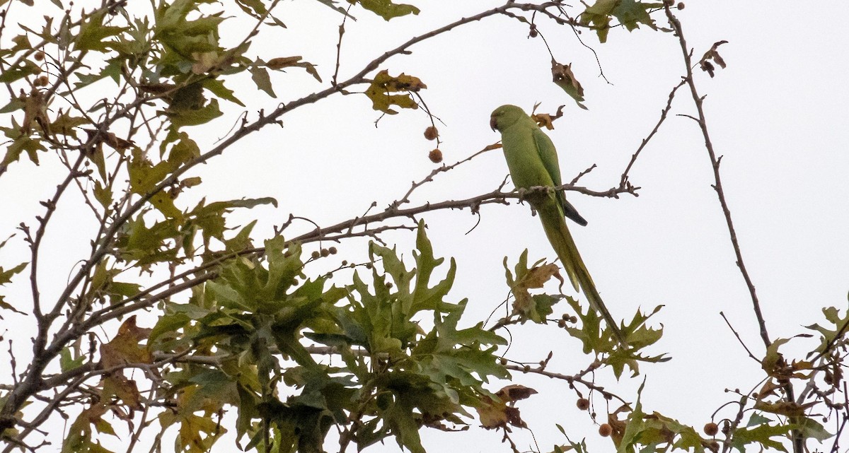 Rose-ringed Parakeet - ML646876508