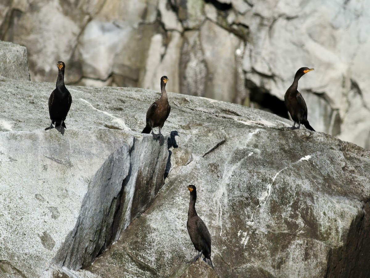 Double-crested Cormorant - ML646876512