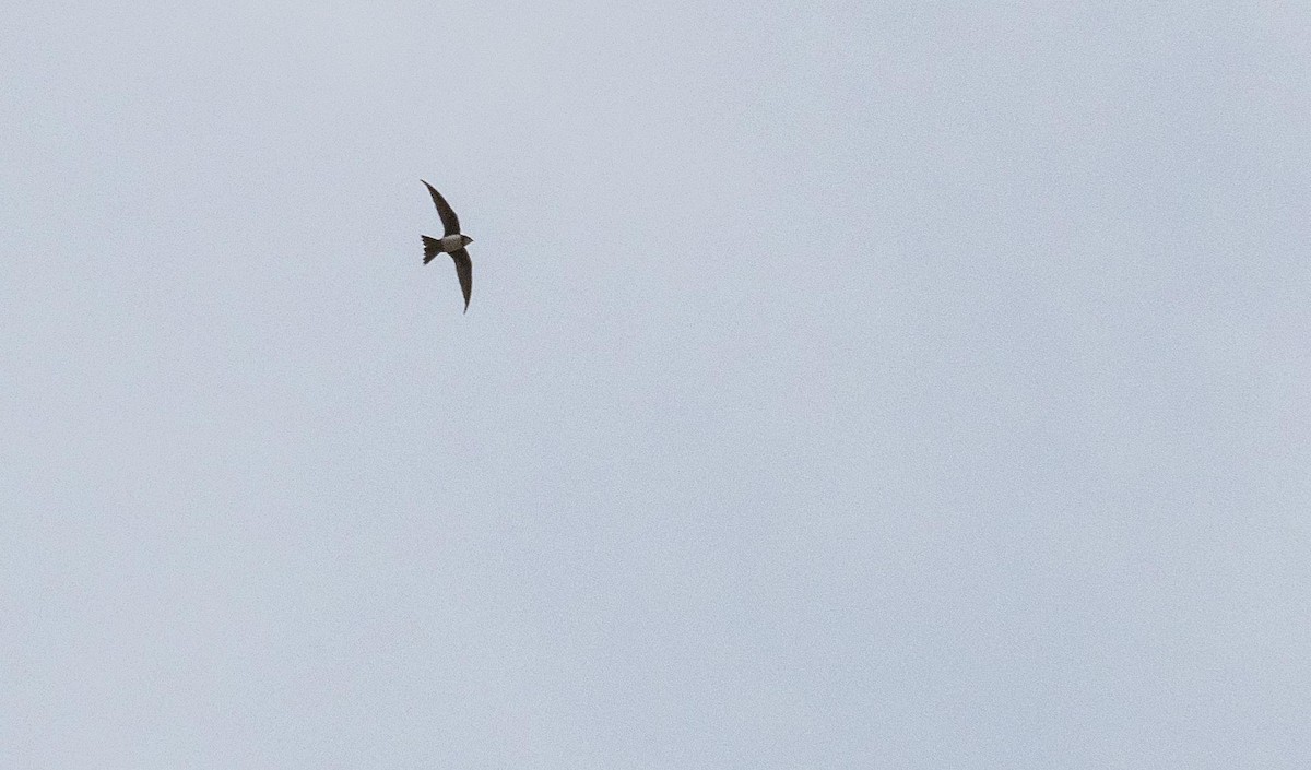 Серпокрилець білочеревий - ML646876522