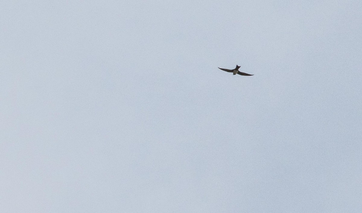 Серпокрилець білочеревий - ML646876523