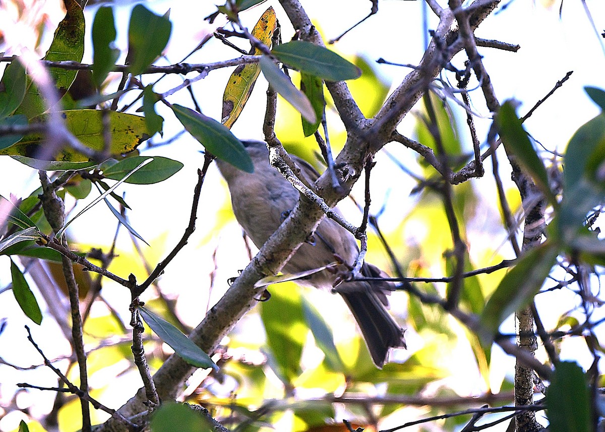 Tufted Titmouse - ML646876526