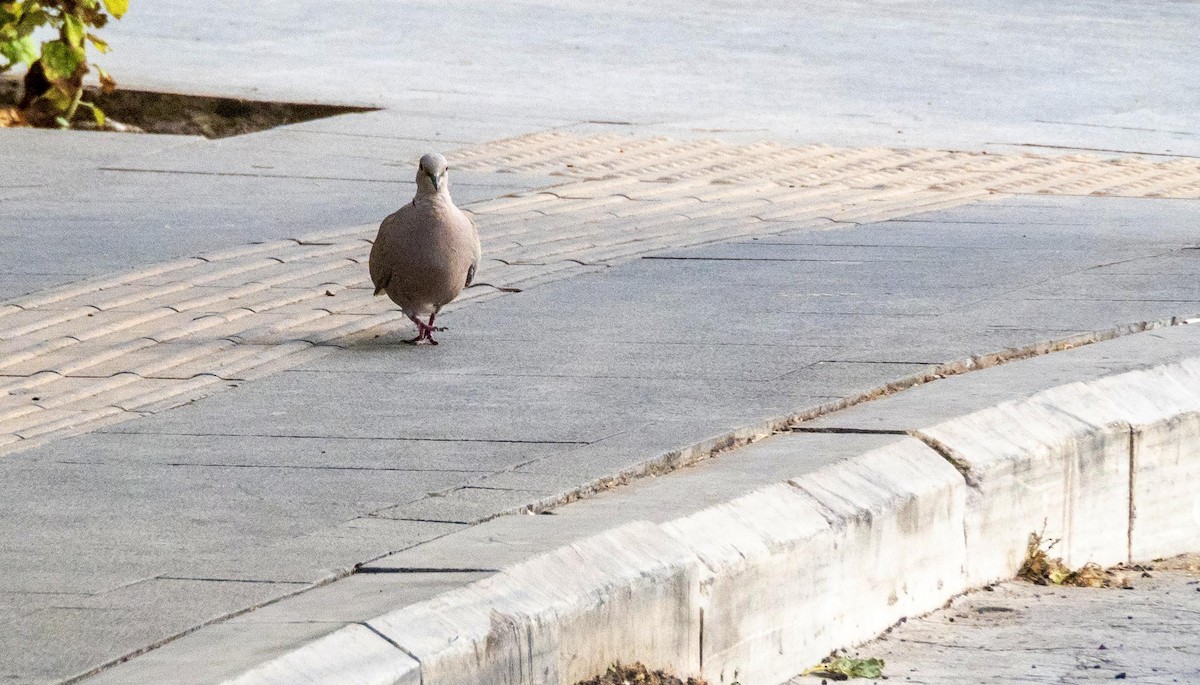 תור צווארון - ML646876527