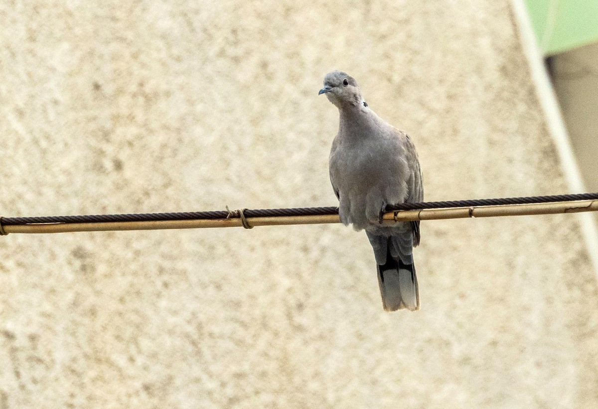 תור צווארון - ML646876528