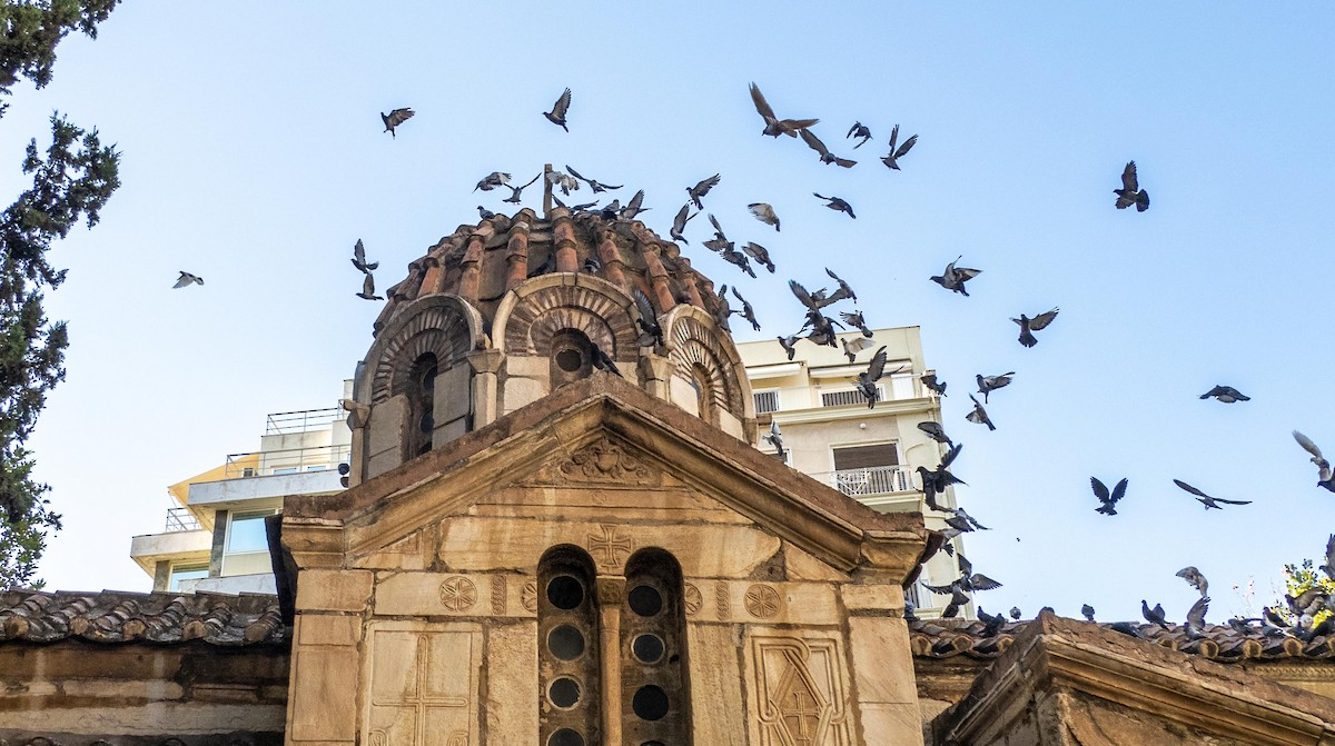 Haitz-usoa (etxekoa) - ML646876529