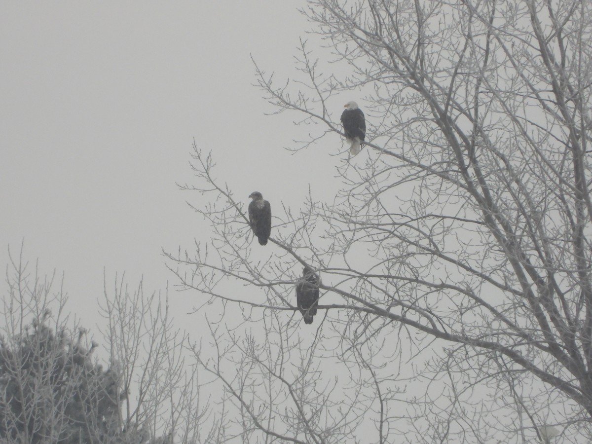 Bald Eagle - ML646876530
