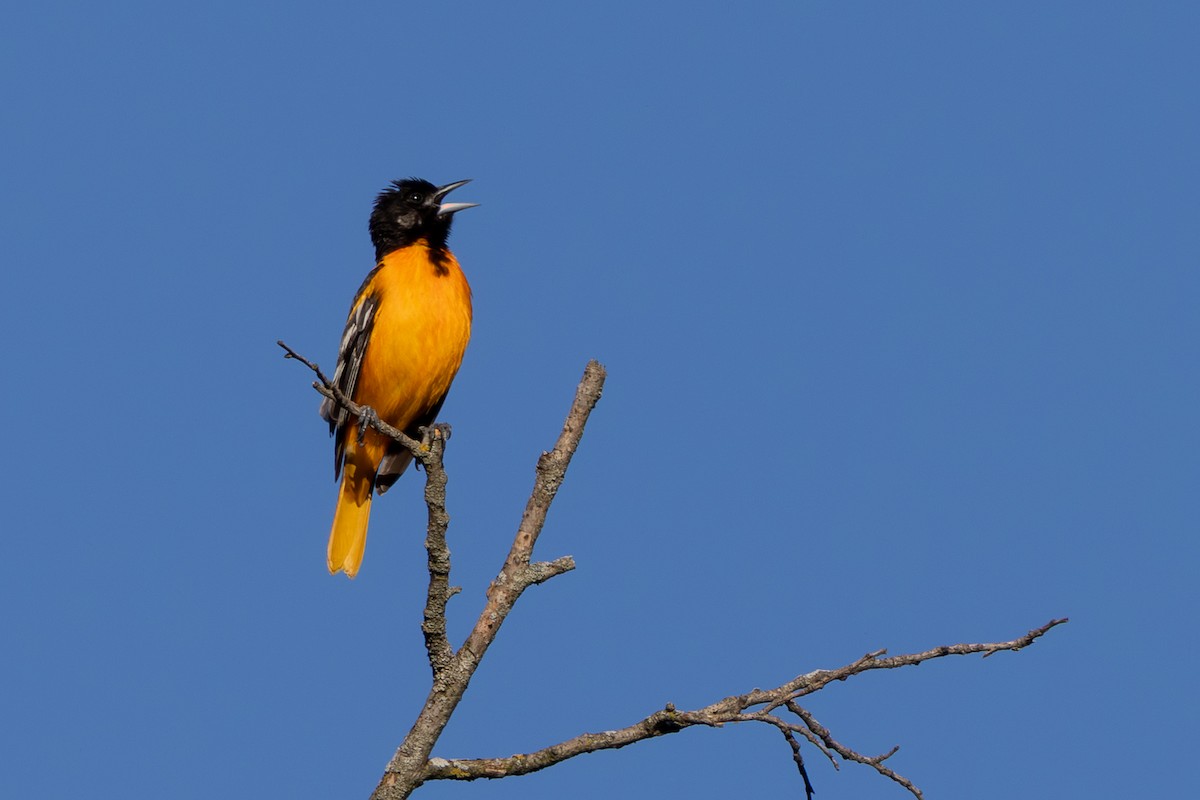 Балтиморский трупиал - ML646876531