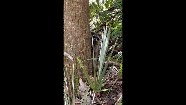 Procione - ML646876532