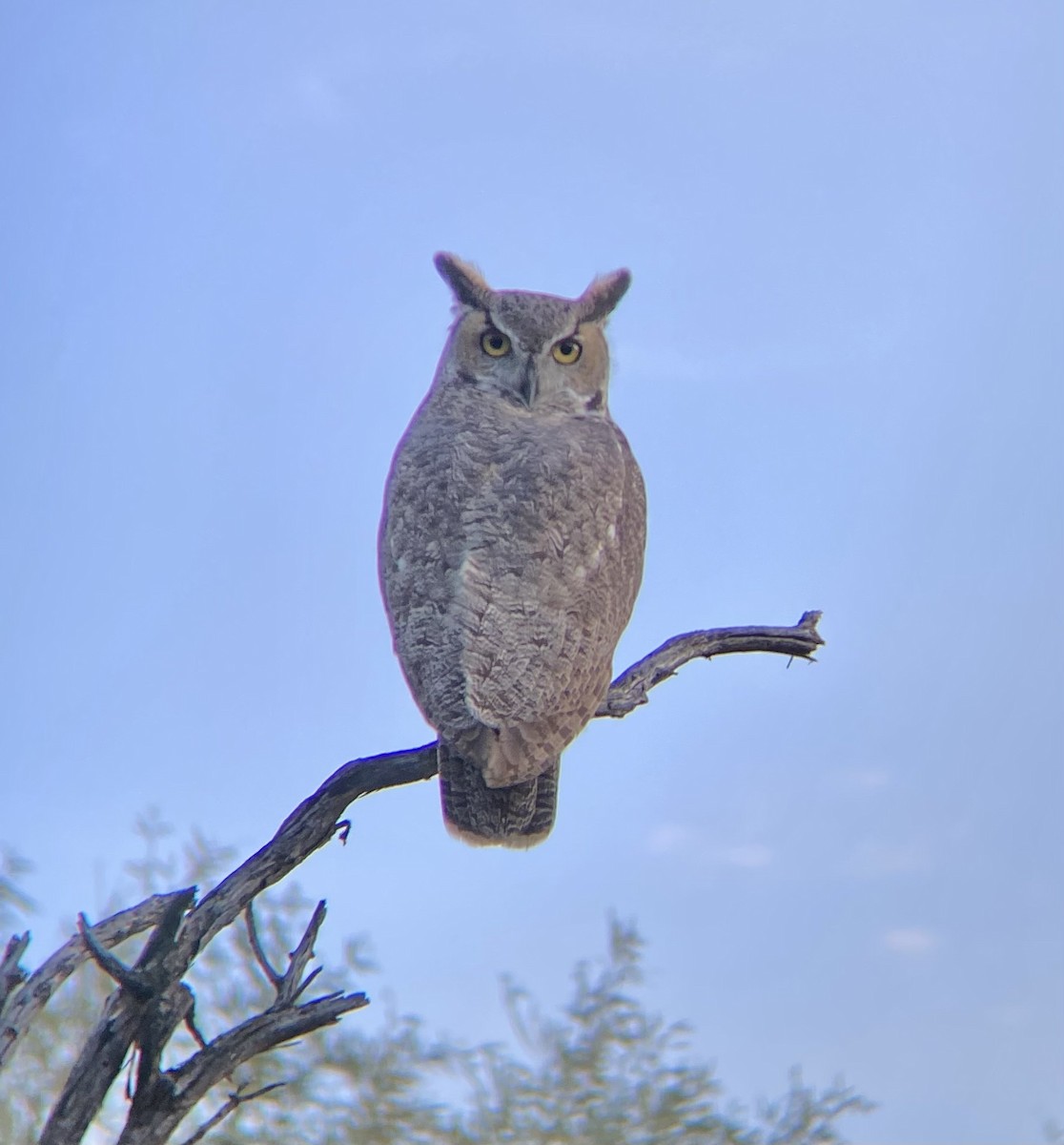 Great Horned Owl - ML646876539
