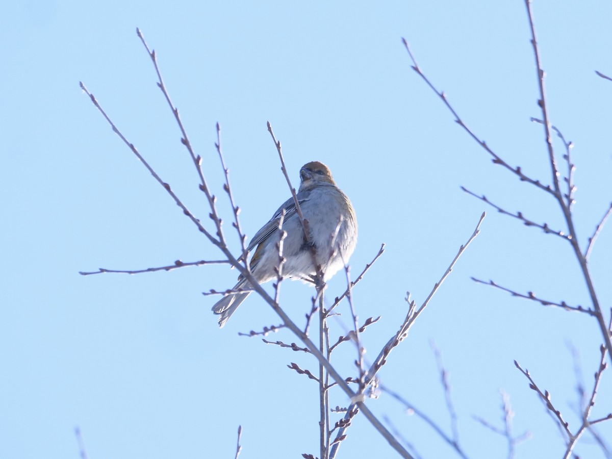 Pine Grosbeak - ML646876544