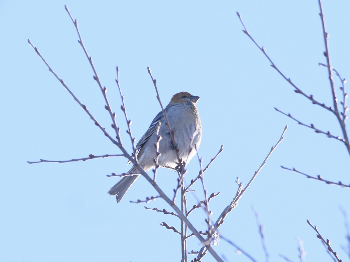 Pine Grosbeak - ML646876545