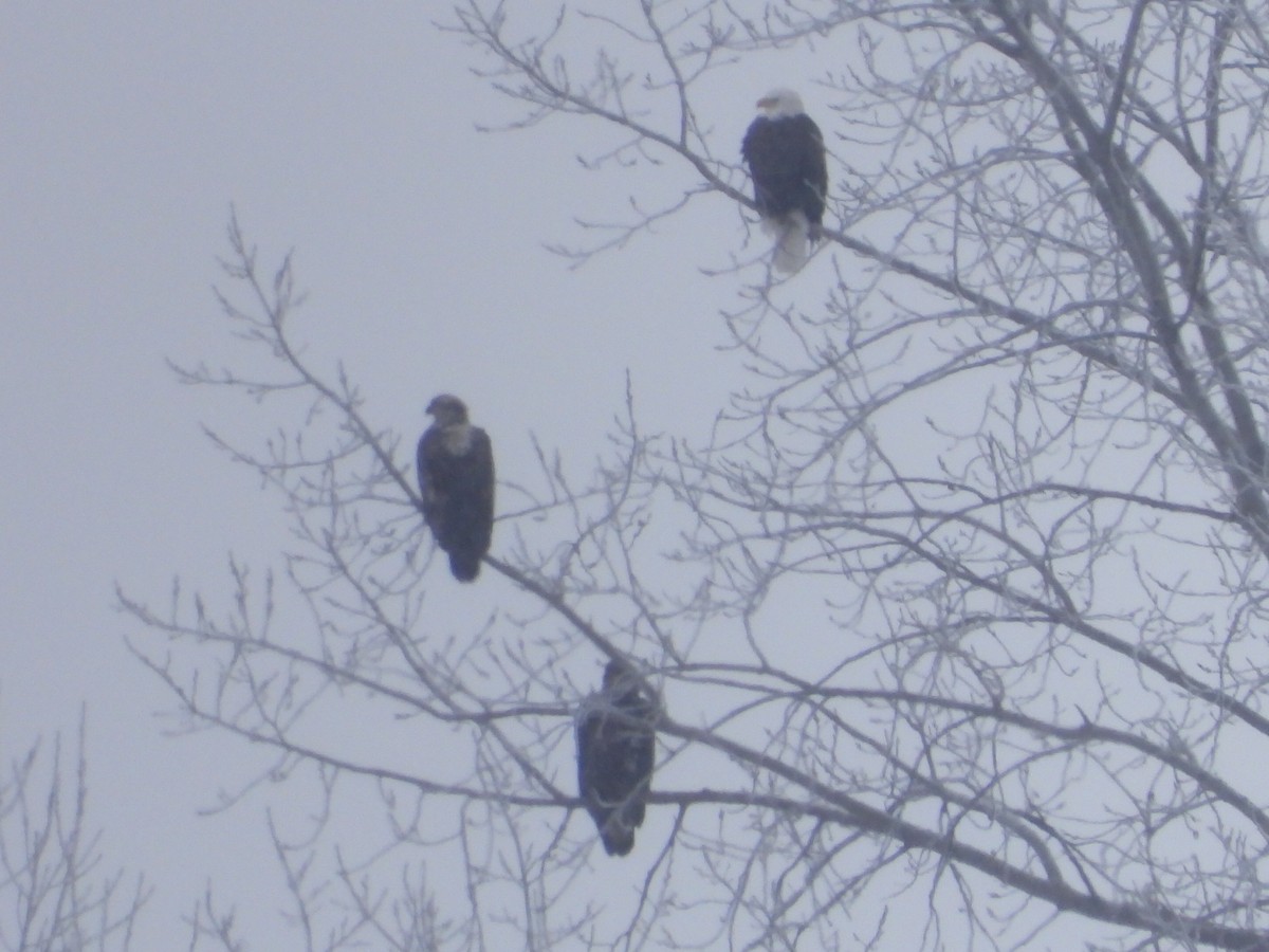 Bald Eagle - ML646876546