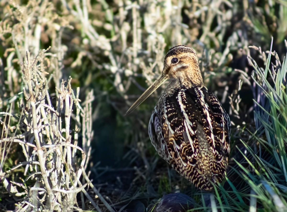 Wilson's Snipe - ML646876556