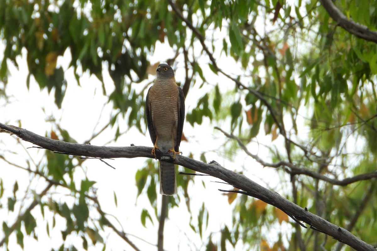 Ошейниковый перепелятник - ML646876558