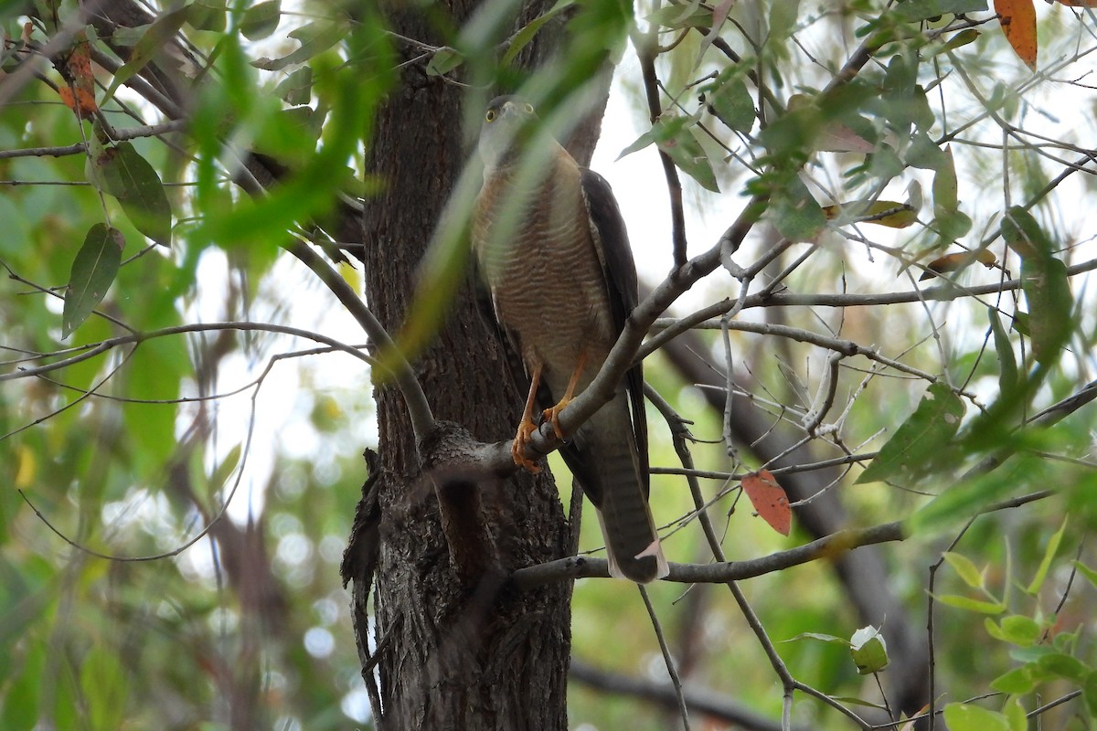 Ошейниковый перепелятник - ML646876559