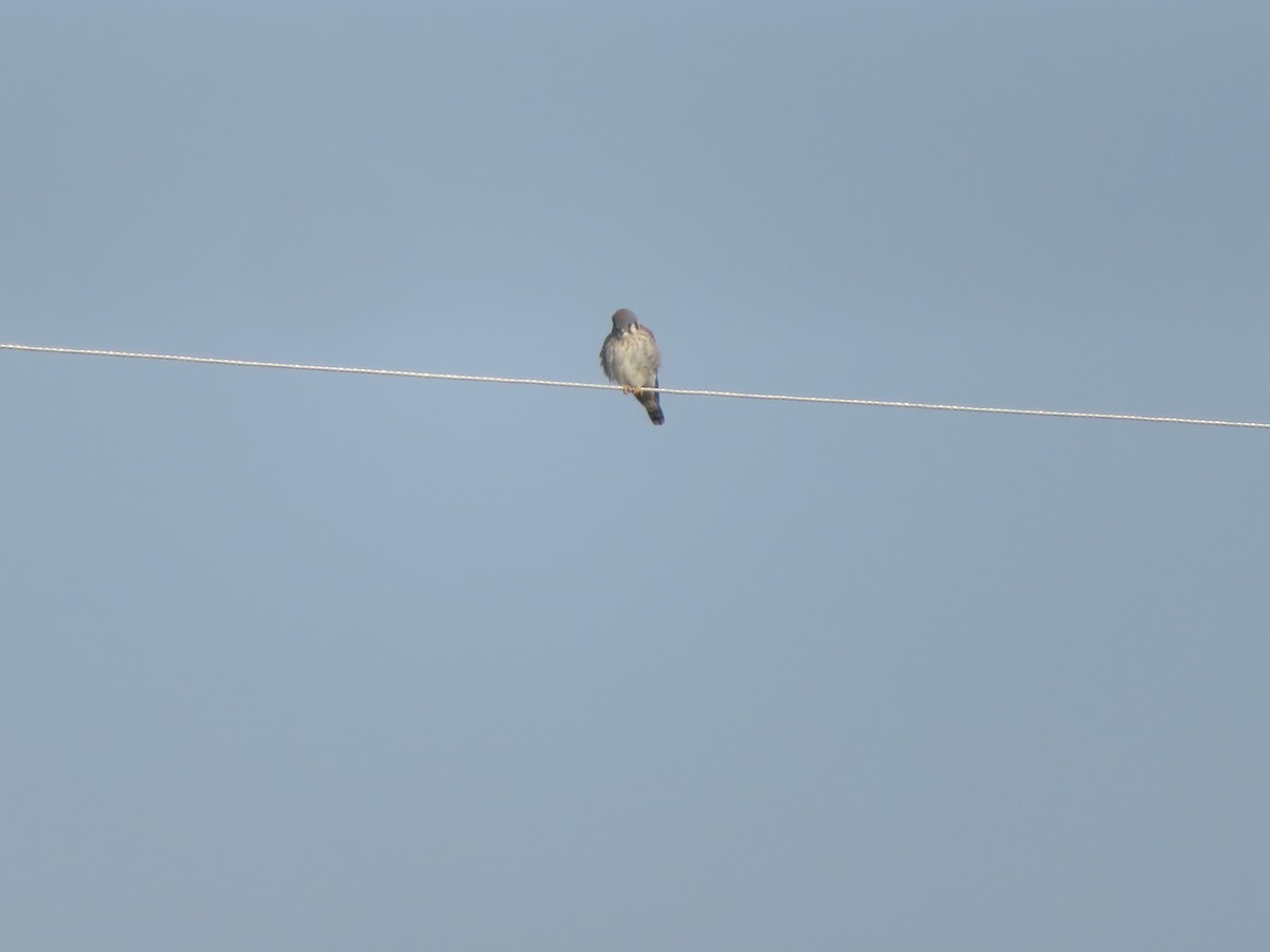 American Kestrel - ML646876560