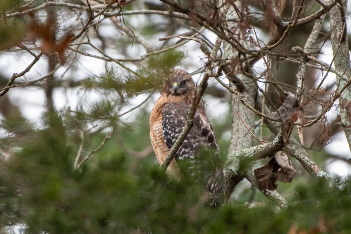 káně páskovaná - ML646876562