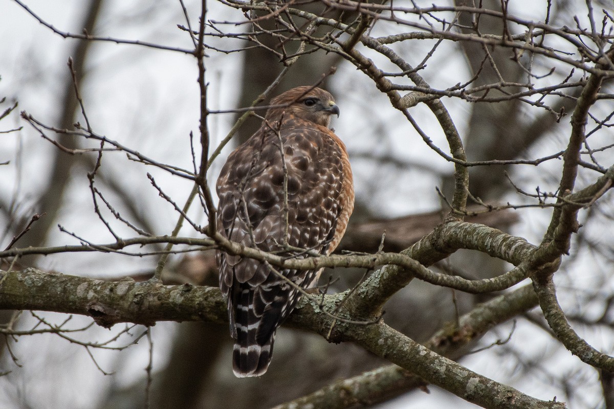 káně páskovaná - ML646876563