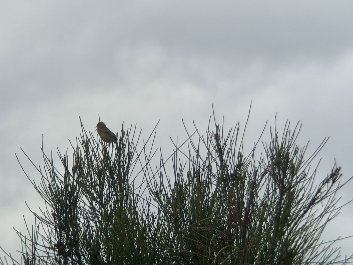 Golden-headed Cisticola - ML646876566