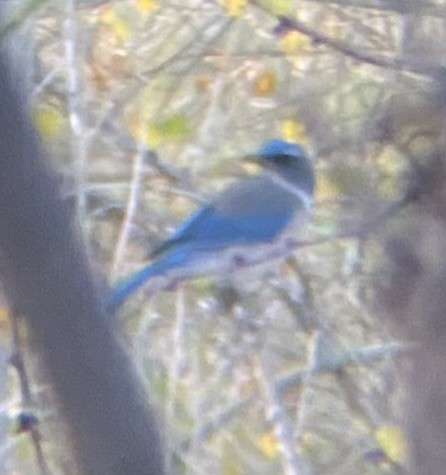 Woodhouse's Scrub-Jay - ML646876575