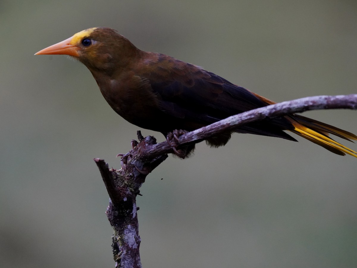 Russet-backed Oropendola - ML646876579