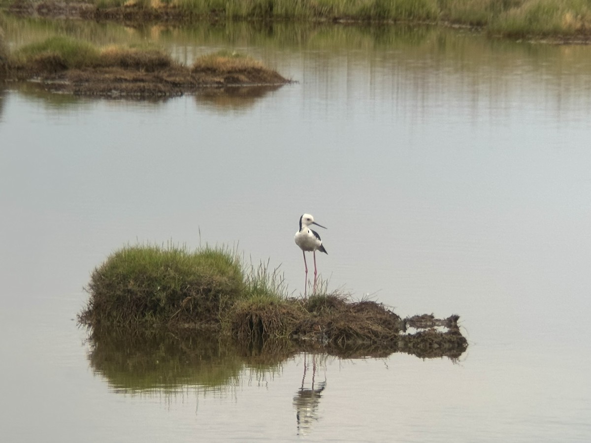 Pied Stilt - ML646876580