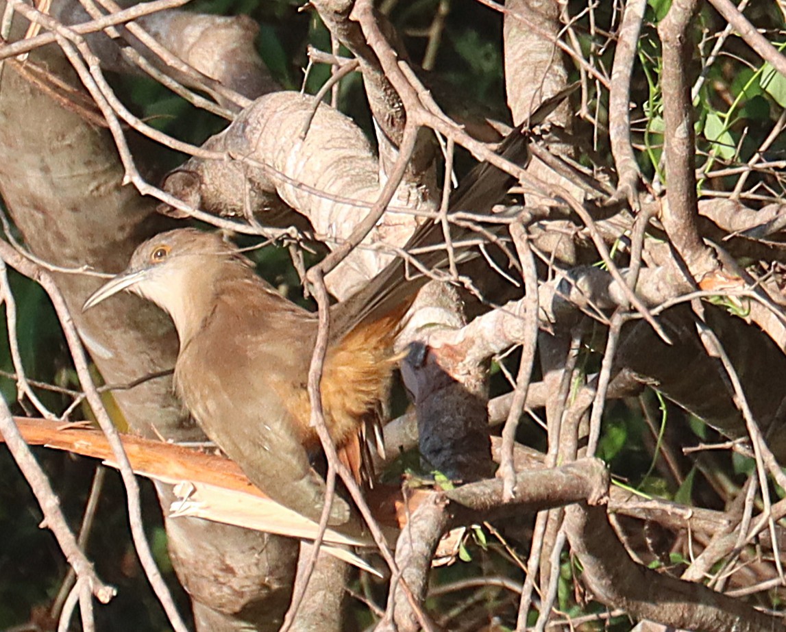 Tacco de Cuba - ML646876581