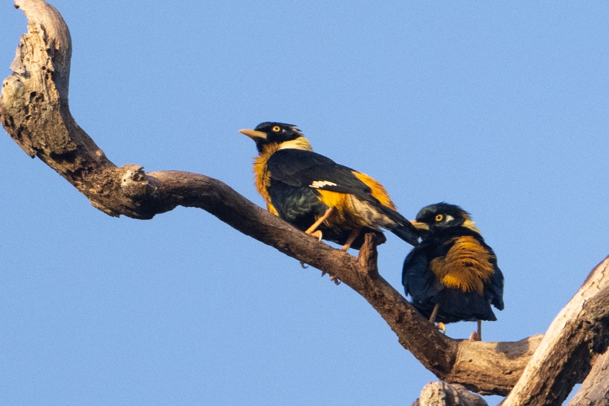 Golden Myna - ML646876582