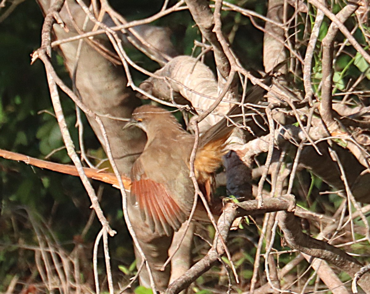 Tacco de Cuba - ML646876584