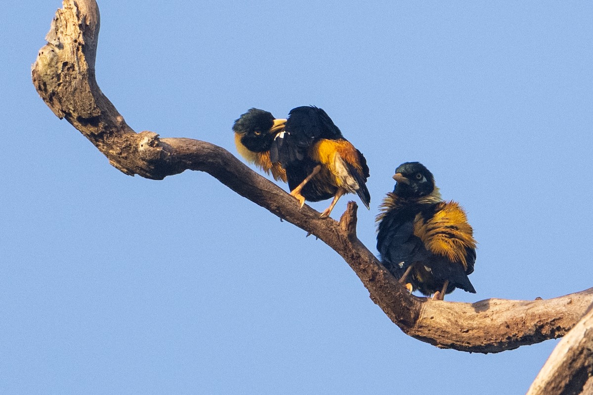 Golden Myna - ML646876585