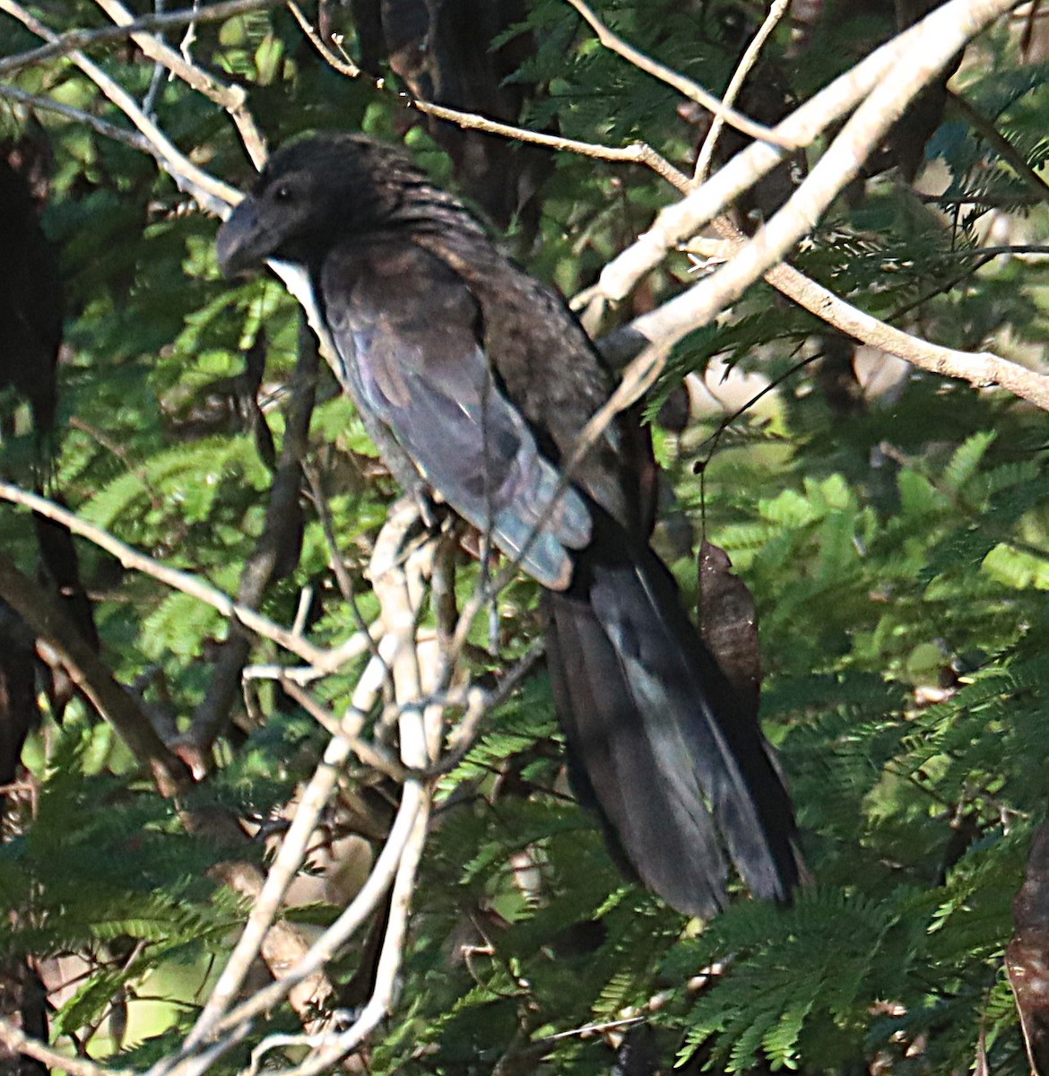 オオハシカッコウ - ML646876588