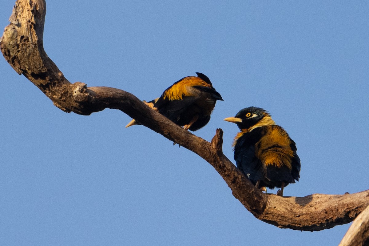 Golden Myna - ML646876589