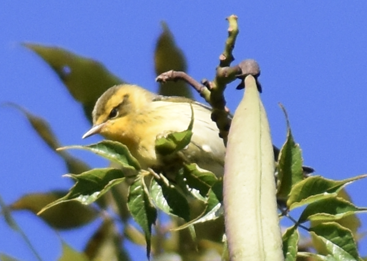 Пісняр-лісовик рудоволий - ML646876596