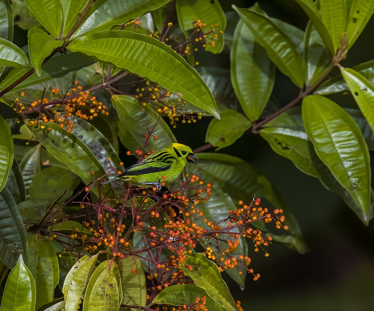 Emerald Tanager - ML646876597