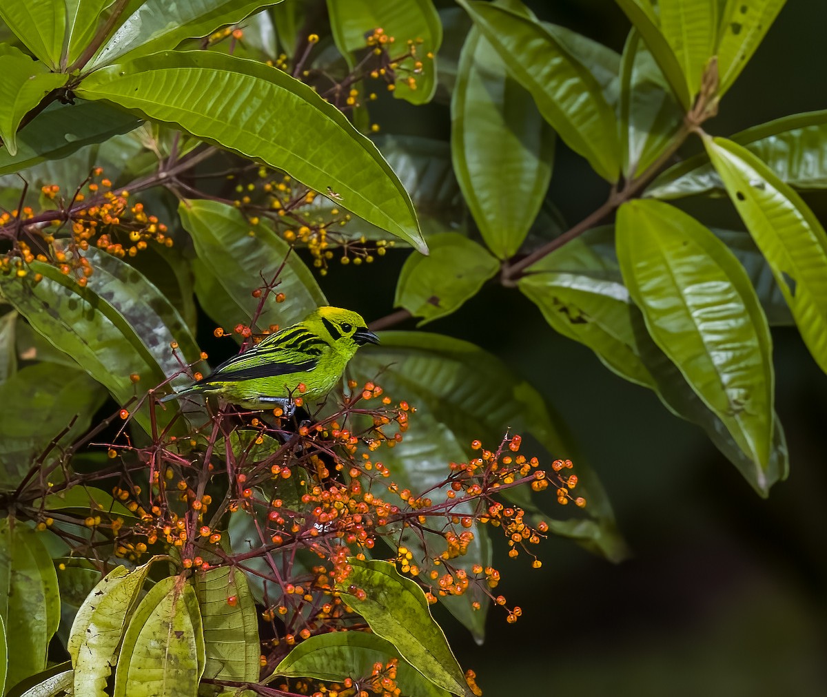 Emerald Tanager - ML646876598