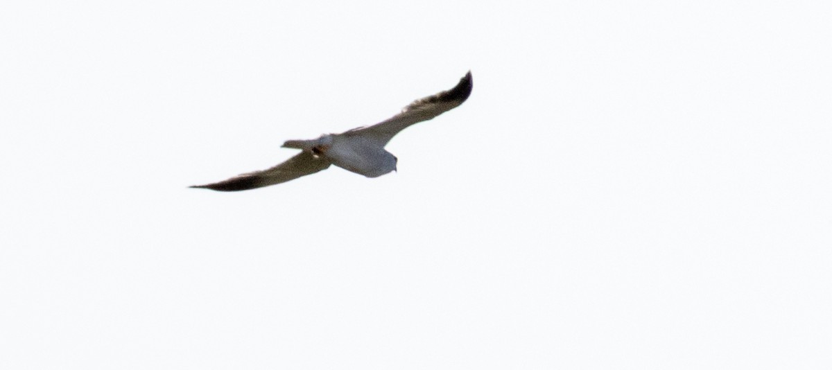 Elano urdina - ML646876603