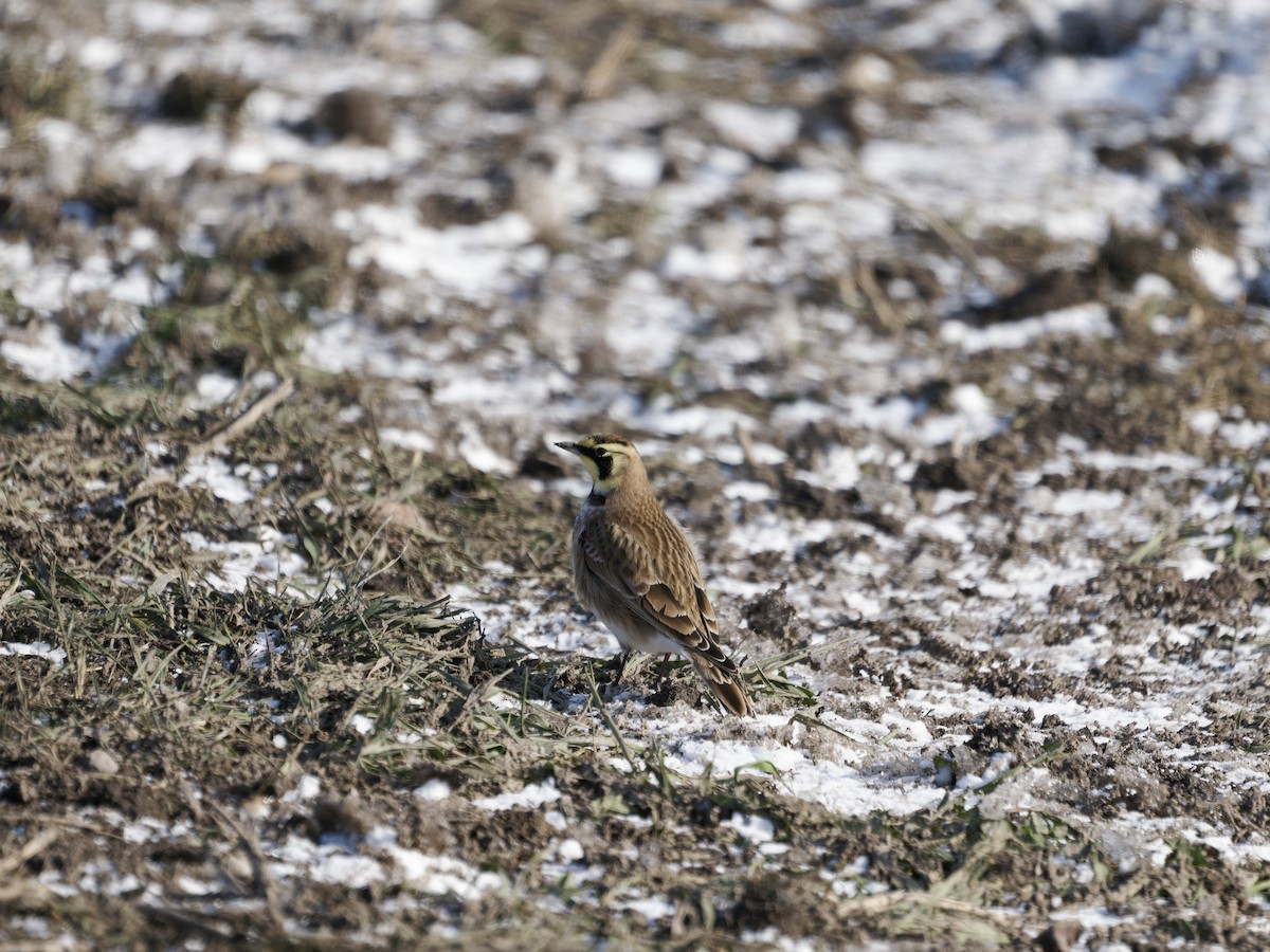 Horned Lark - ML646876604