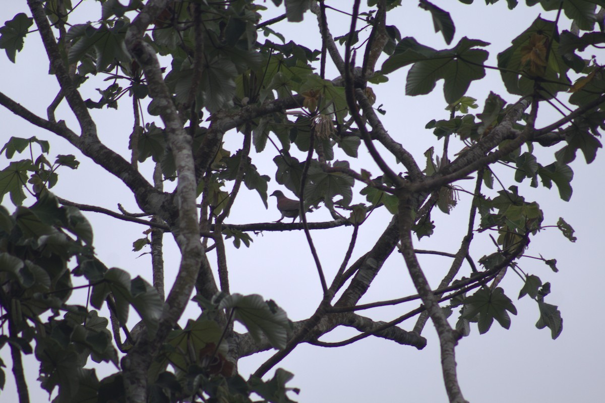 Pale-vented Pigeon - ML646876608