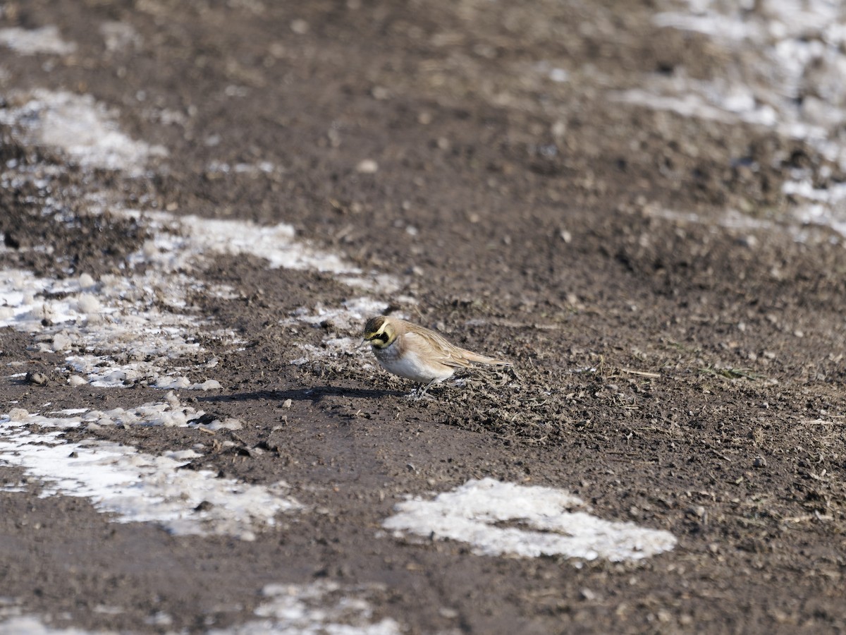 Horned Lark - ML646876612