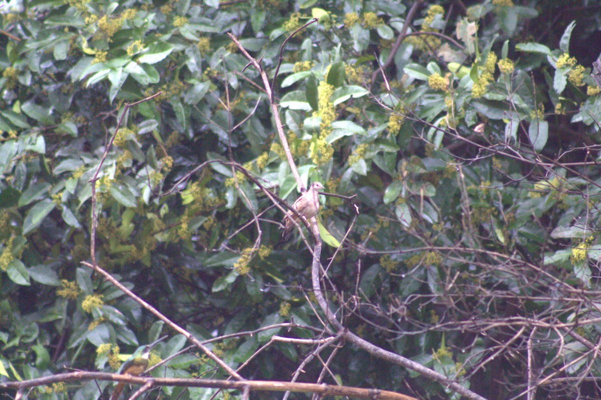 Ruddy Ground Dove - ML646876613